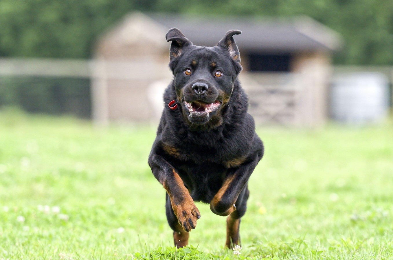 Rottweiler